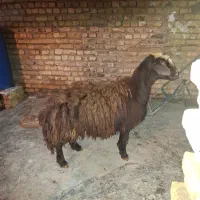 بره ماده افشاری