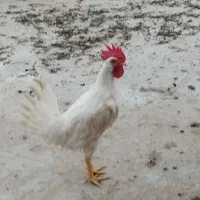 خروس 5ماهه