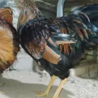 ۲عدد خروس۵ماهه ویاندوت آمریکایی