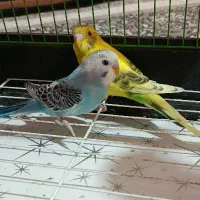 مرغ عشق زیبا