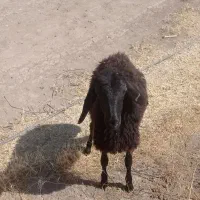بره ماده قره قزل