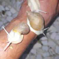 حلزون آلبینو