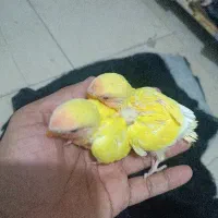 جوجه کوتوله نزدیک به نرمه خوری ودانه خوری سالم