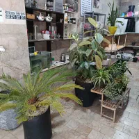 واگذاری مغازه گل فروشی