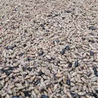 باقلی کاشت و خورشتی