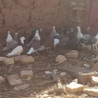 کبوتر پرشی