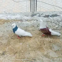 دوکت وه طوق