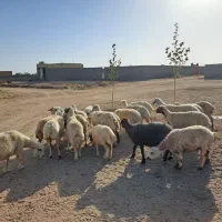 میش|حیوانات مزرعه|مروست, |دیوار