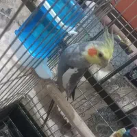 عروس هلندی سخنگو