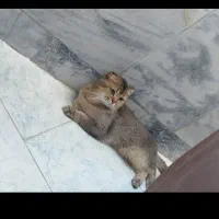 گربه نر بلک گلد