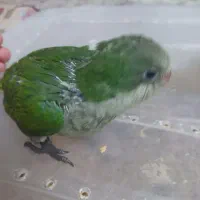 راهب|پرنده|اصفهان, رزمندگان|دیوار