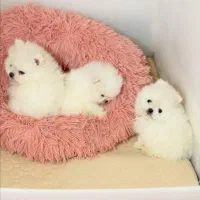 سگپامرانین.اصل وارداتی