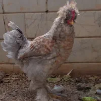مرغ و خروس سلطان اصیل