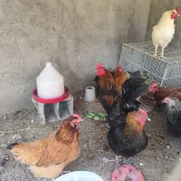 مرغ تخم گذار