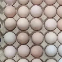 فروش تخم مرغ رسمی تازه دونه ایی یا شونه ای