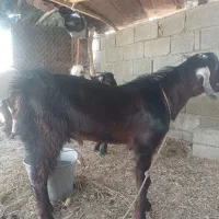 بز نر