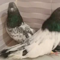 کفتر کبوتر کله دم سبز