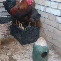 خروس