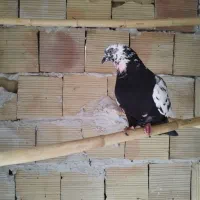 کفتر سینه دم سیاه