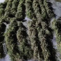 علف تا شده تر و خشک