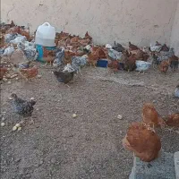 فروش جوجه مرغ وخروس ۷۰روزه