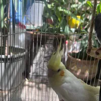 عروس هلندی نر