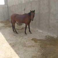 اسب‌مادیان