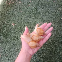 حلزون آچاتینا مولد و سالم / مناسب نگهداری خانگی