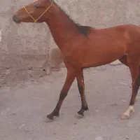 کره