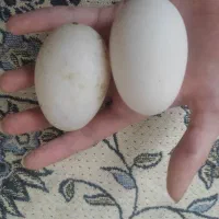 حیوانات مزرعه