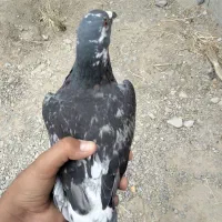 کفتر