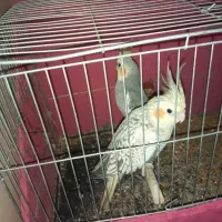 عروس هلندی