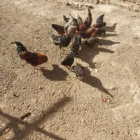 مرغ وخروس لاری محلی