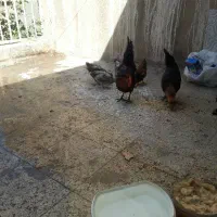 مرغ وخروس محلی باجوجه