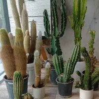 گل‌های کاکتوس و استند گل