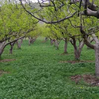 باغ-سیب-روستایی-ایشلانده-اجاره-داده-میشود