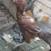 فروش مرغ لاری تخم گزار