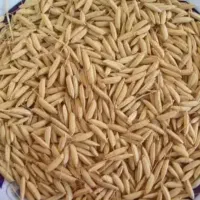 چلتوک چمپا میداوود