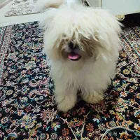 سگ پاکوتاه خونگی