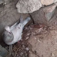 کفتر اس ذات دار