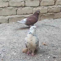فروش ماده قهوه‌ای