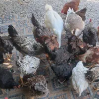 فروش 30 عدد خروس 9 ماهه