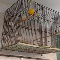 قناری‌|پرنده|اقبالیه, |دیوار