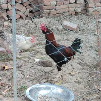 خروس لاری