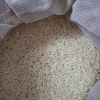 برنج طارم هاشمی بوجاری