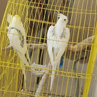 جفت عروس هلندی دوکت پروانه ای