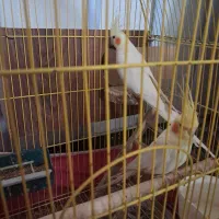 عروس هلندی مولد