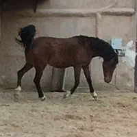 فروش دوعددکره نریان یک ساله همه چیز تمام شجره عالی