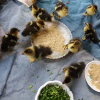 جوجه اردک اسرائیلی
