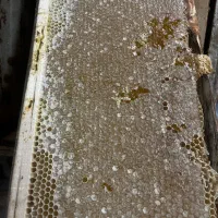 عسل طبیعی